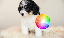 image-color-picker